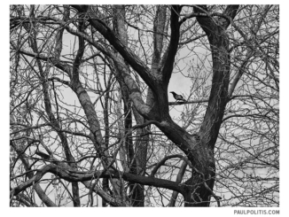Bird and Branches (black and white photograph)