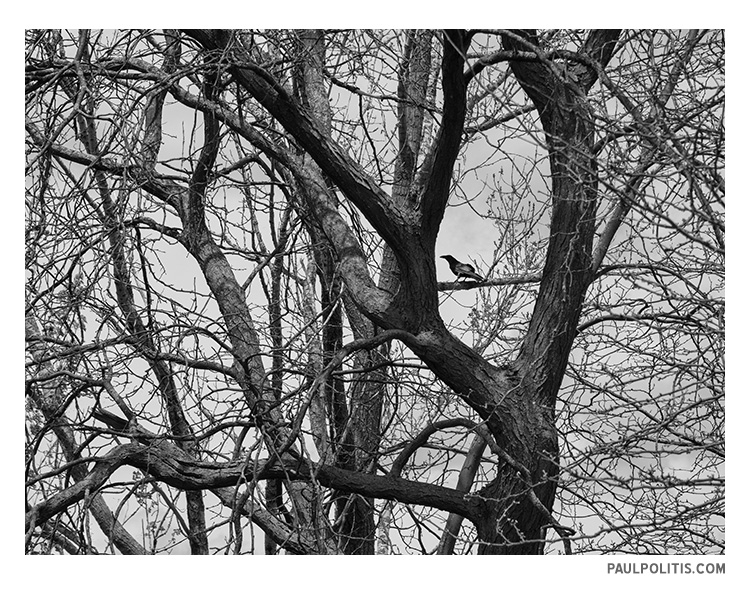 Bird and Branches (black and white photograph)