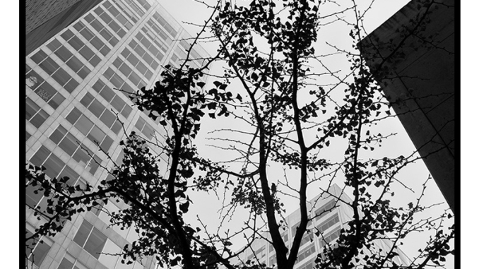Downtown Bird in Tree (black and white photograph)