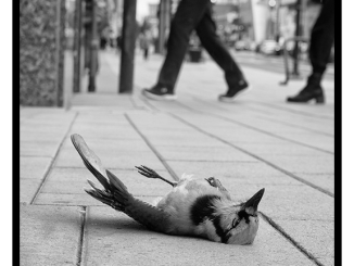 Dead Bird (black and white photograph)