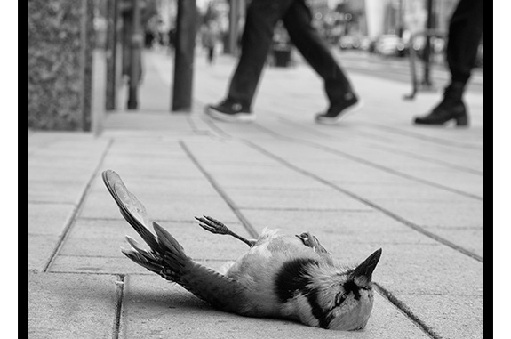 Dead Bird (black and white photograph)