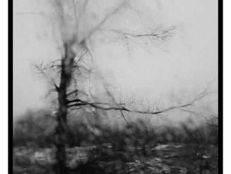 Tree Through Rainy Windshield (black and white photograph)